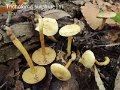 Tricholoma sulphureum-amf1893